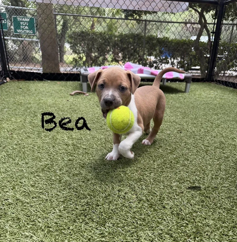 Bea