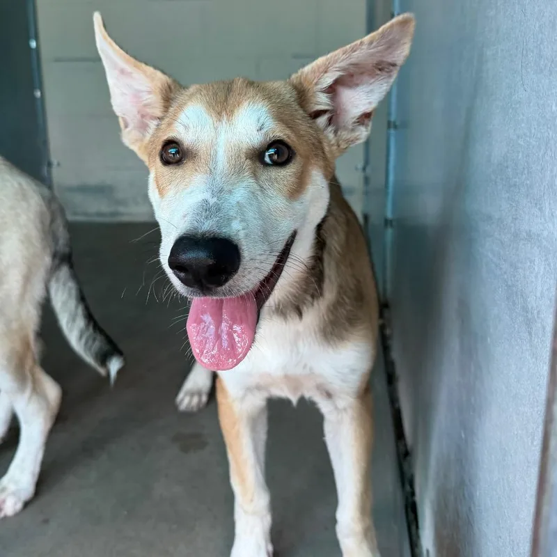 A baby small-sized male Yellow / Tan / Blond / Fawn Yellow Labrador Retriever dog named Carl for adoption in Edinburg, TX