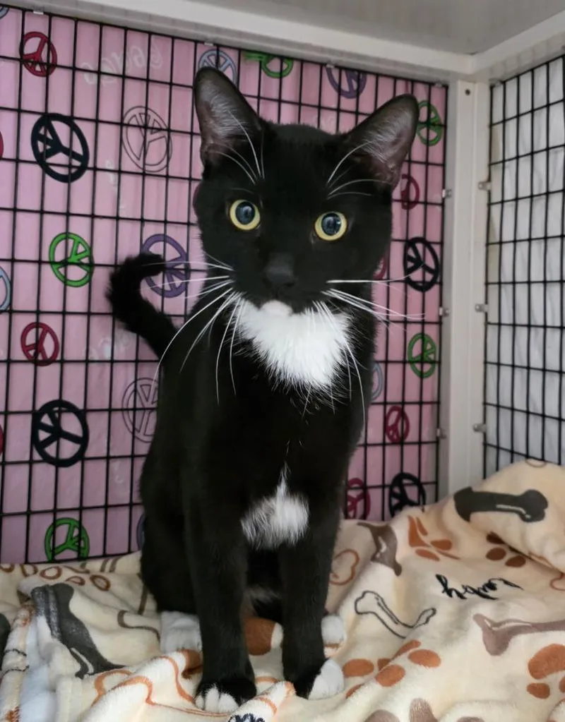 A young large-sized male Domestic Short Hair cat named Pemberton for adoption in Ewing, NJ