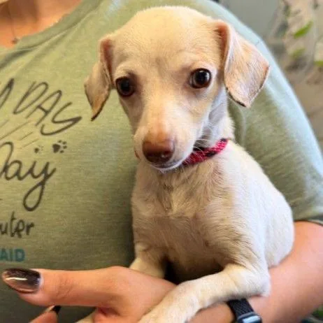 A baby small-sized female Chihuahua dog named Queen Size for adoption in Buffalo, MN