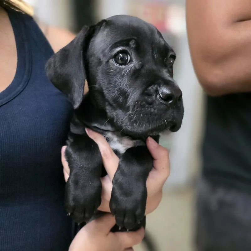 A baby medium-sized female Black Labrador Retriever dog named Raven for adoption in Denison, TX
