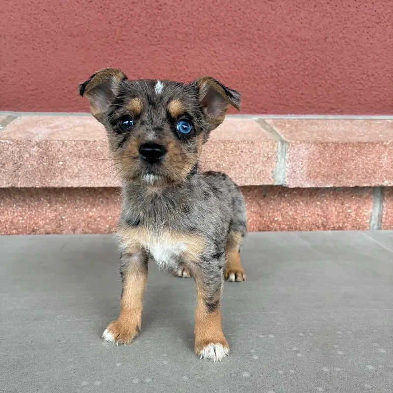 A baby small-sized female Gray / Blue / Silver Australian Terrier dog named Daisy for adoption in San Antonio, TX