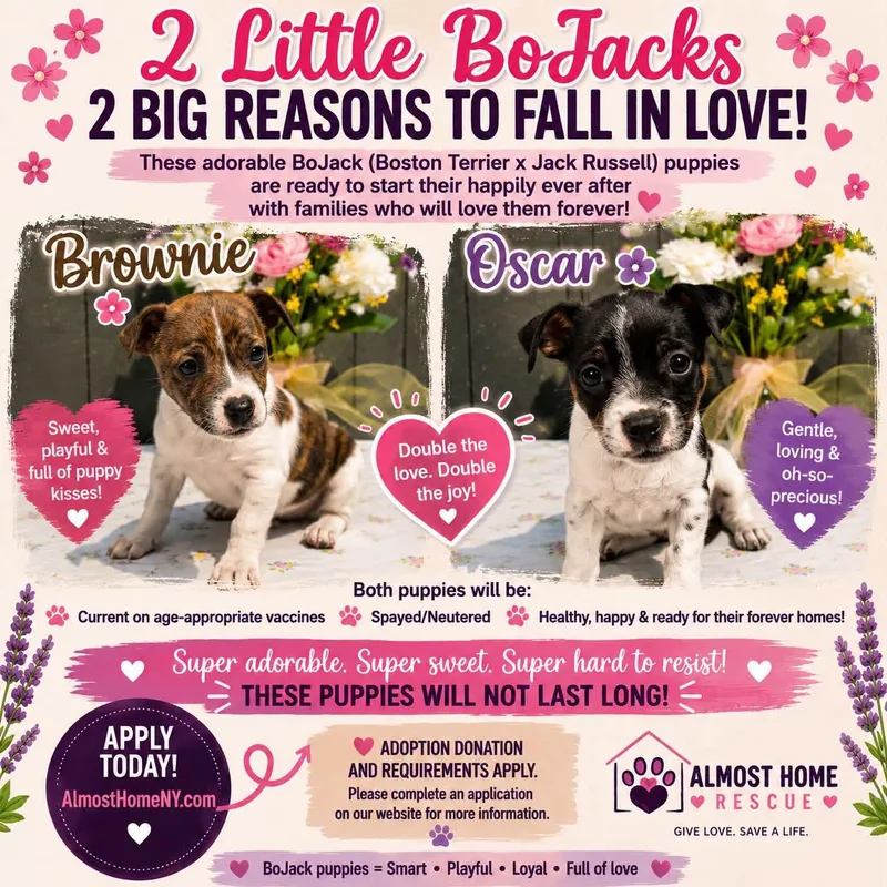 A baby small-sized male Mixed Breed dog named Oscar & Brownie for adoption in Greenwich, NY