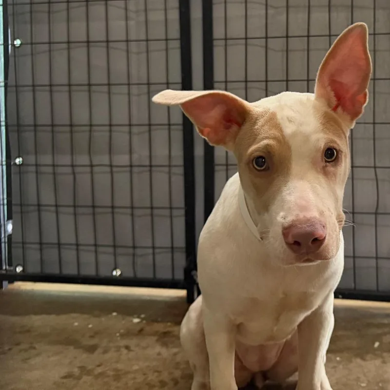 A young medium-sized female White / Cream Pit Bull Terrier dog named Caroline for adoption in Birmingham, AL
