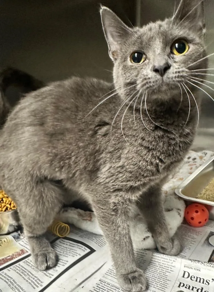 A young small-sized female Domestic Short Hair cat named Karma for adoption in Hillsdale, IN
