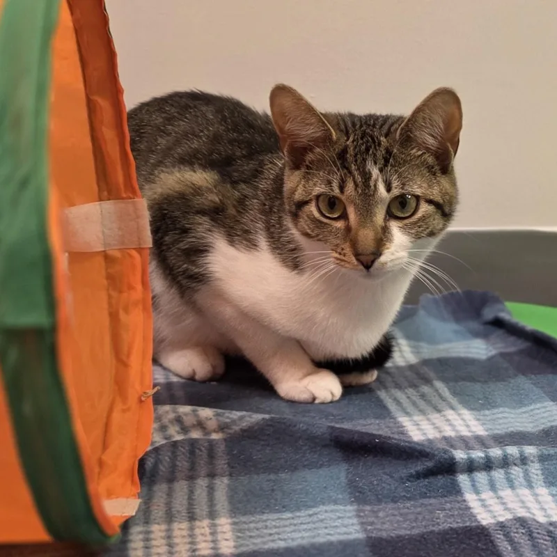 A young medium-sized female Tabby (Brown / Chocolate) Domestic Short Hair cat named Michelle for adoption in Hartville, OH