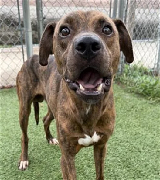 A young large-sized male Mixed Breed dog named Simba for adoption in Columbia, SC