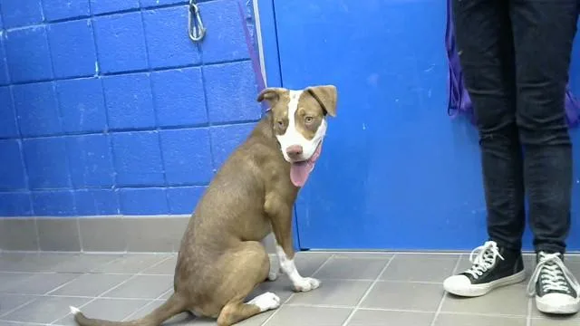 A young medium-sized male Pit Bull Terrier dog named Sr. Cuteness for adoption in Albuquerque, NM