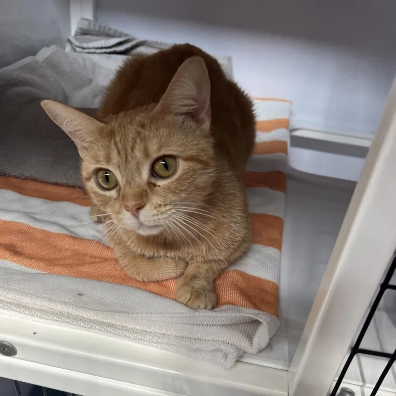 An adult medium-sized female Orange / Red Domestic Short Hair cat named Tahini for adoption in Sarasota, FL