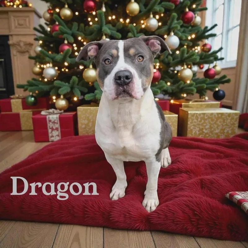 Dragon A 🇨🇦 💜 thumbnail 2