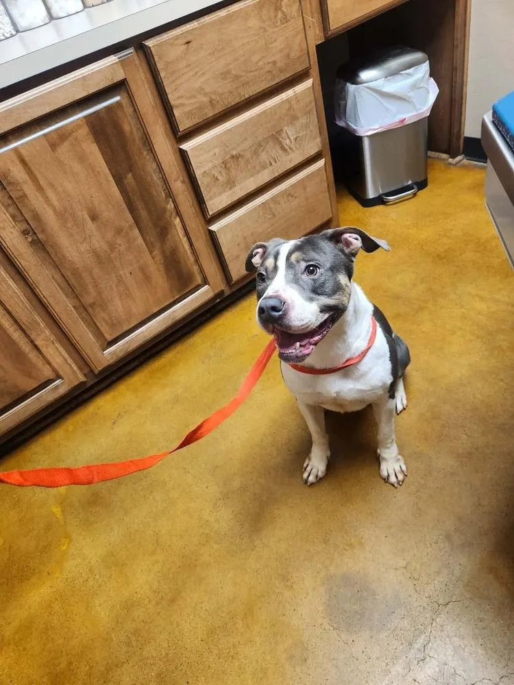 Dragon A 🇨🇦 💜 thumbnail 3