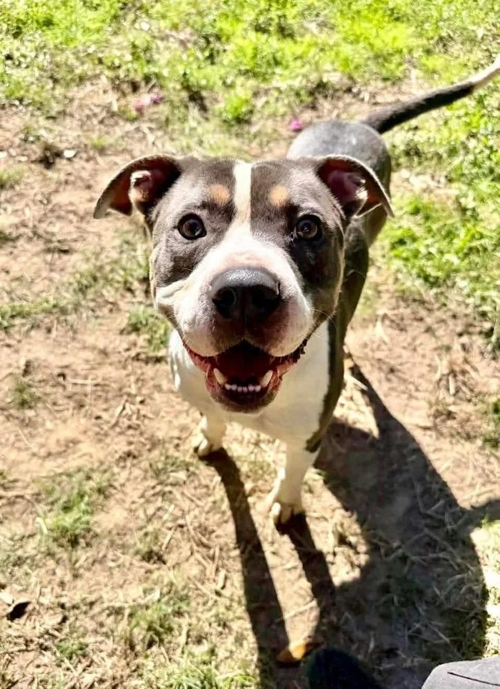 Dragon A 🇨🇦 💜 thumbnail 4