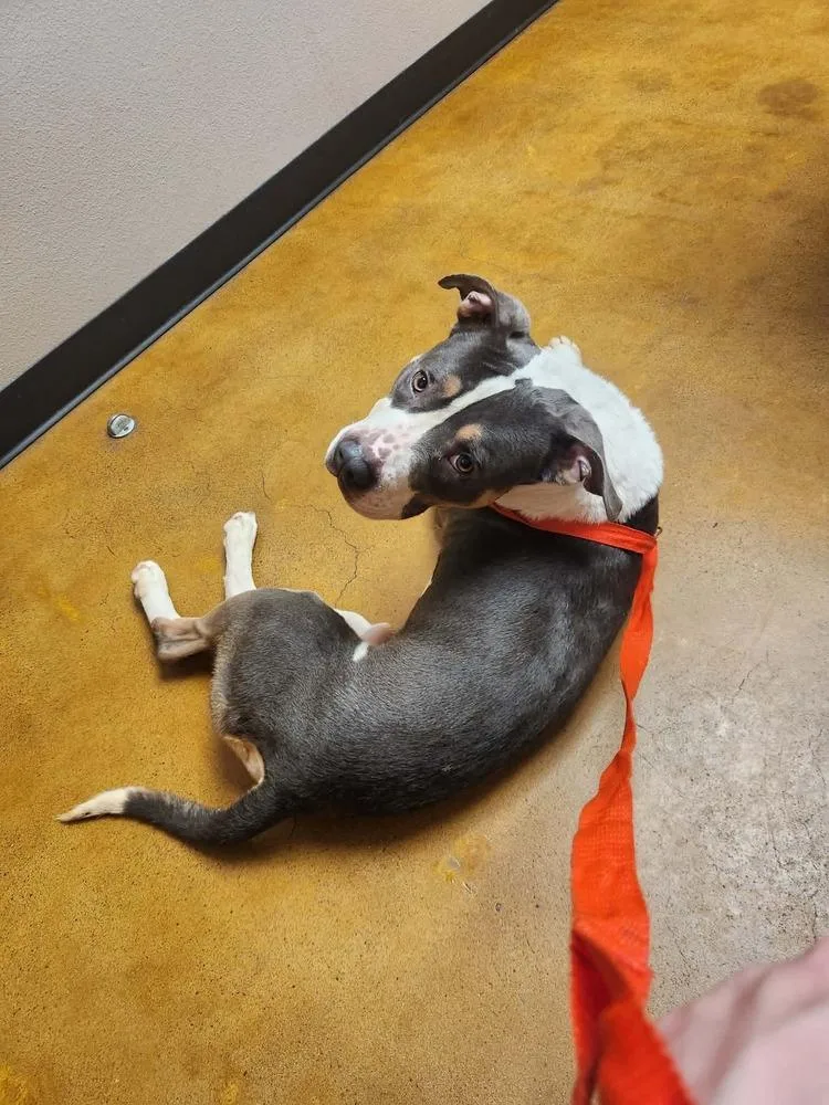 Dragon A 🇨🇦 💜 thumbnail 5