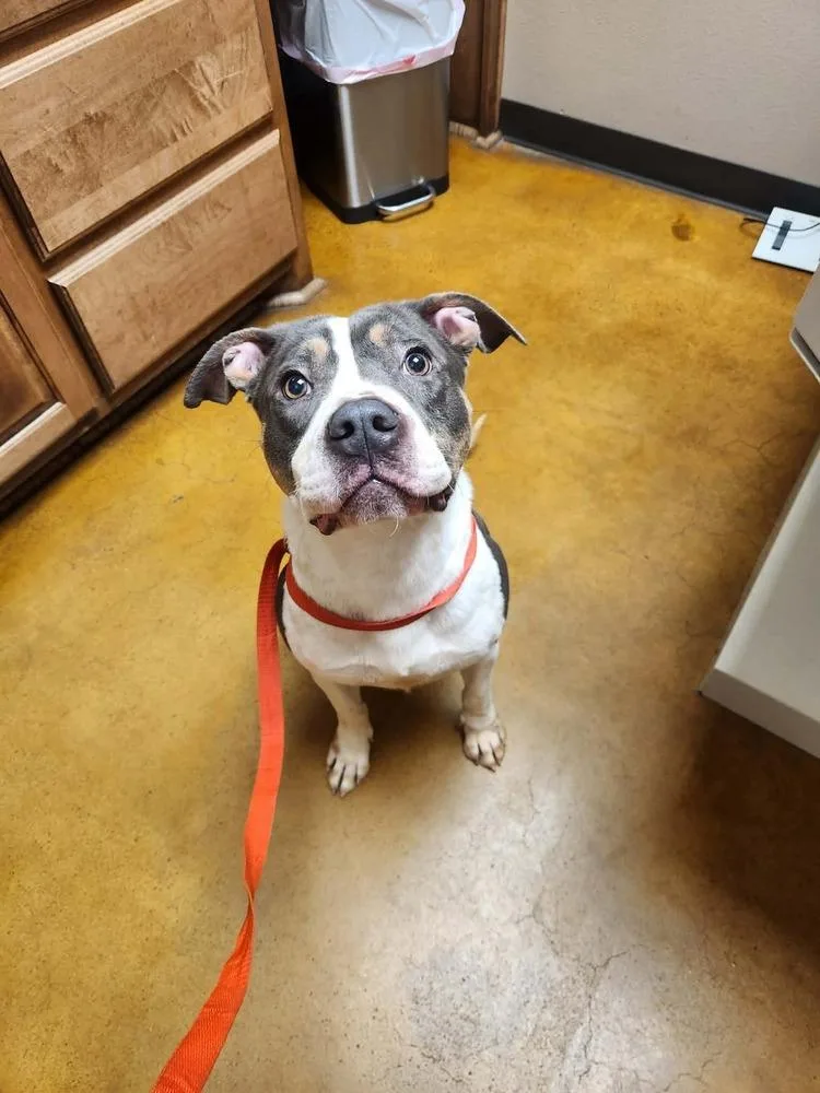 Dragon A 🇨🇦 💜 thumbnail 6