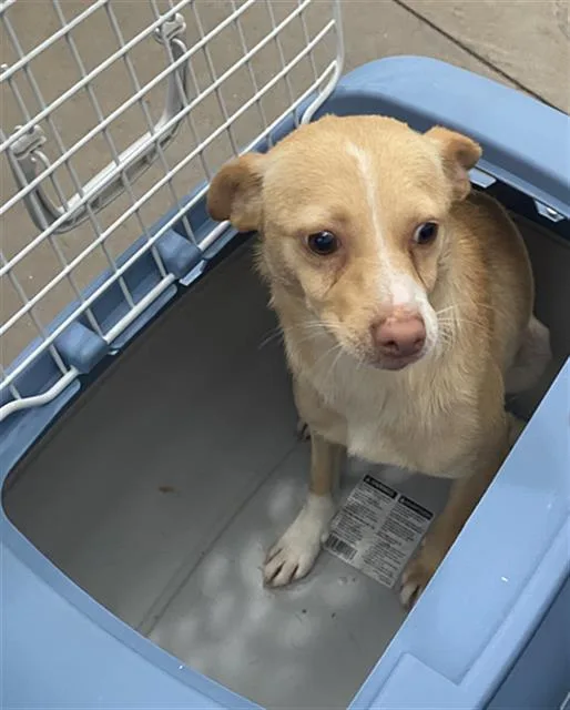 A young medium-sized male Mixed Breed dog named Draco for adoption in Dallas, TX