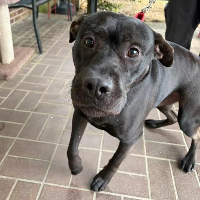 An adult medium-sized male Black Mixed Breed dog named Turner for adoption in Bennettsville, SC