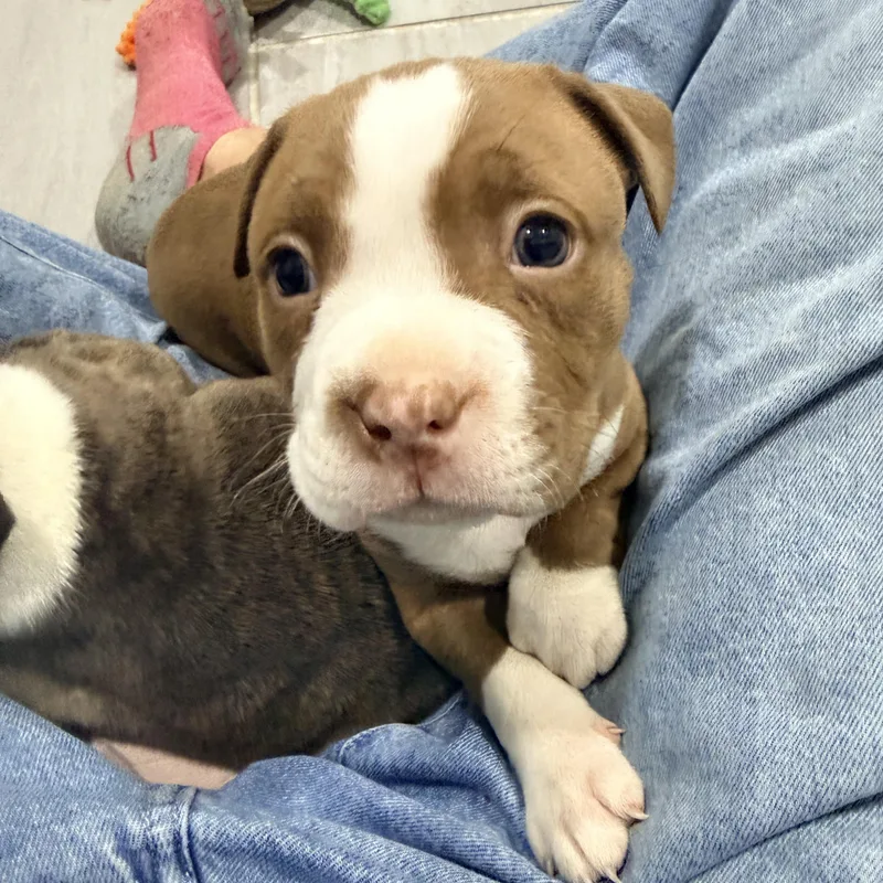 A baby medium-sized female American Bully dog named Chanel for adoption in Copiague, NY