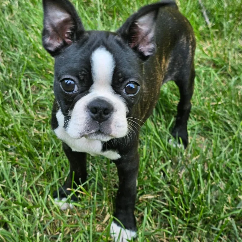 A baby small-sized male Black Boston Terrier dog named Cork for adoption in Jackson, MO