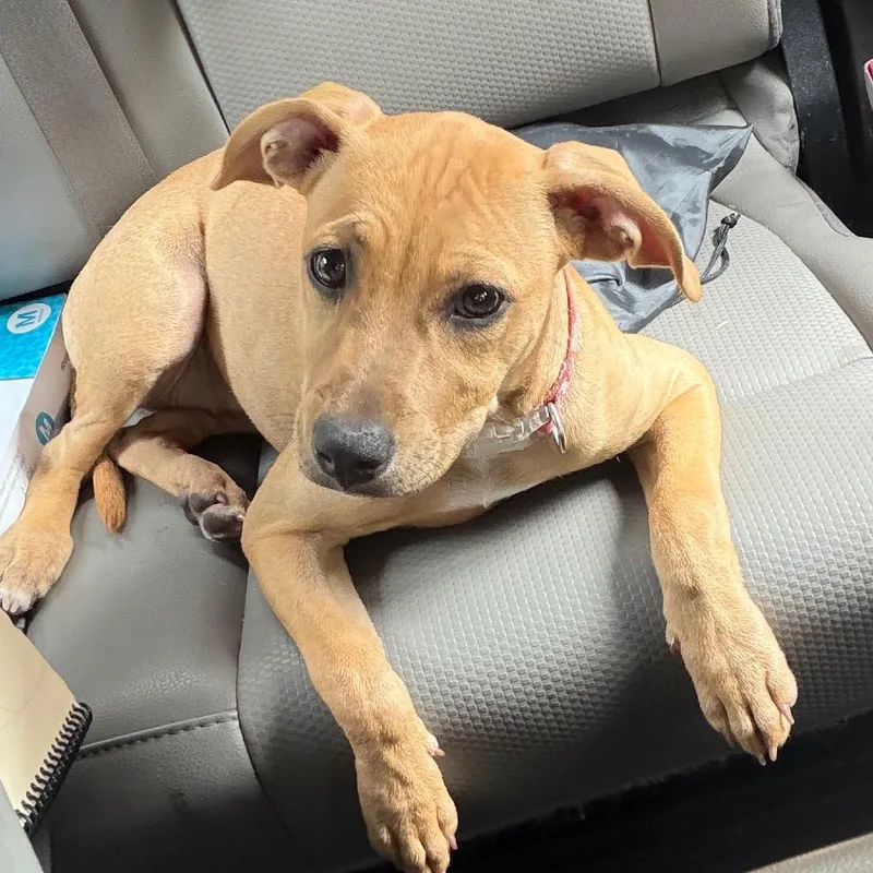 A baby small-sized female Yellow / Tan / Blond / Fawn Mixed Breed dog named StrayCorleyDrive for adoption in Columbus, GA