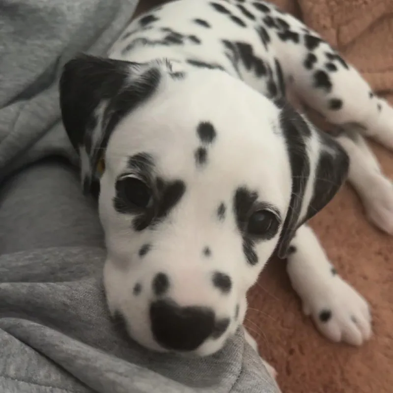 A baby medium-sized female Black Dalmatian dog named Tonka for adoption in New York, NY