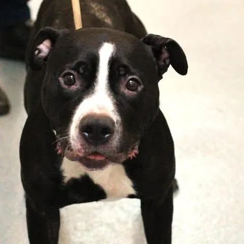 An adult medium-sized female Black Pit Bull Terrier dog named Coco for adoption in Fredericksburg, VA