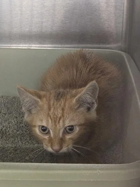 A baby small-sized male Domestic Short Hair cat named Optimus Prime for adoption in Millersville, MD