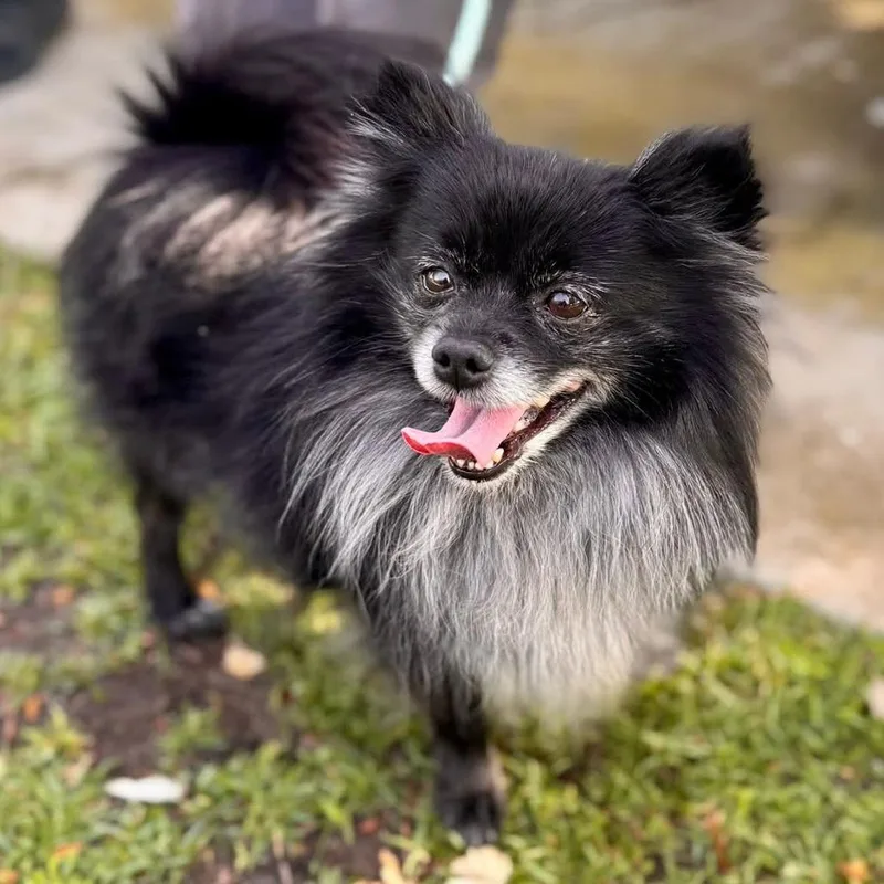 Professor Crumbs  Chino thumbnail 3