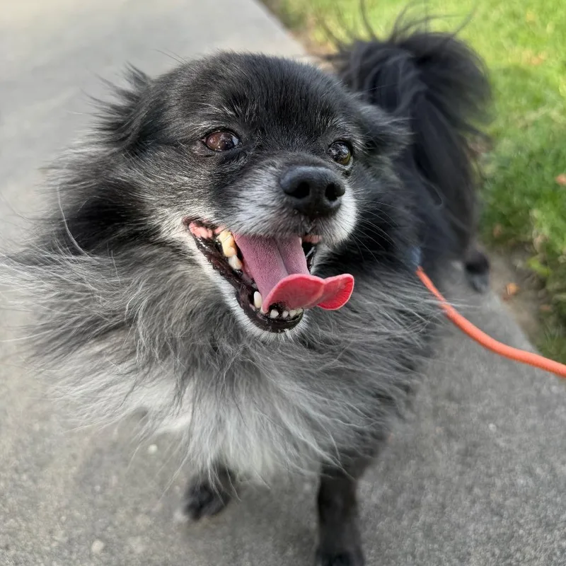 Professor Crumbs  Chino thumbnail 4