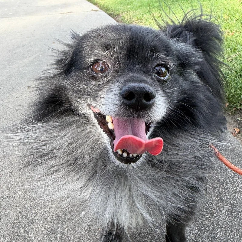 Professor Crumbs  Chino thumbnail 6