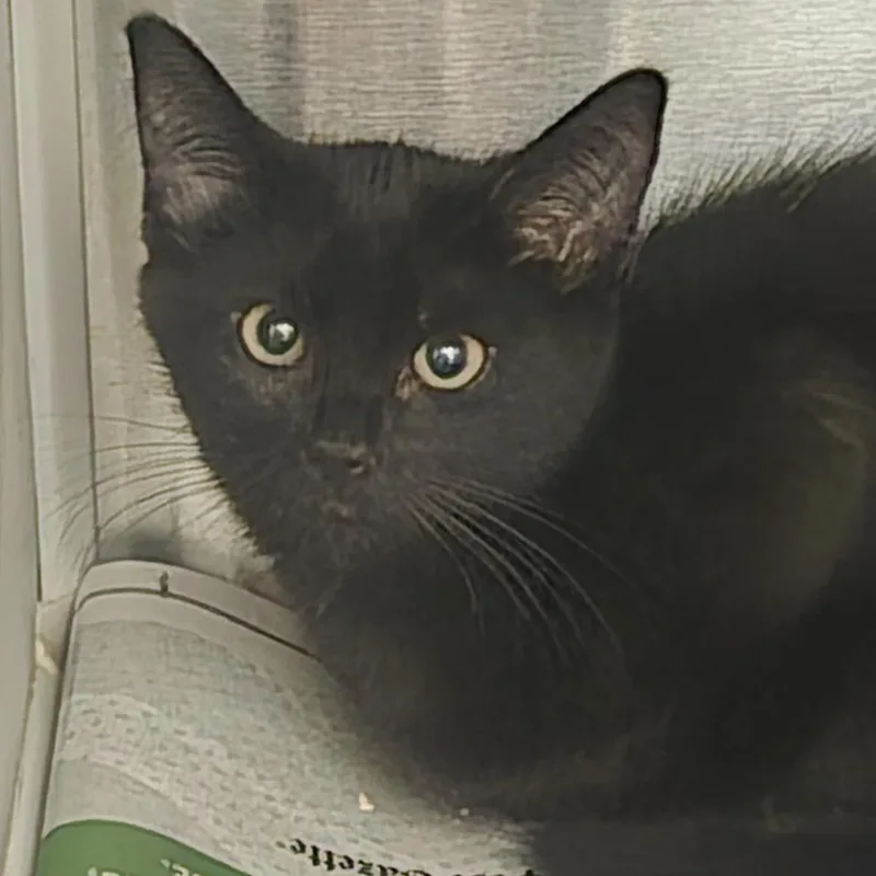 A baby medium-sized female Domestic Short Hair cat named Panthera for adoption in Pittsburgh, PA