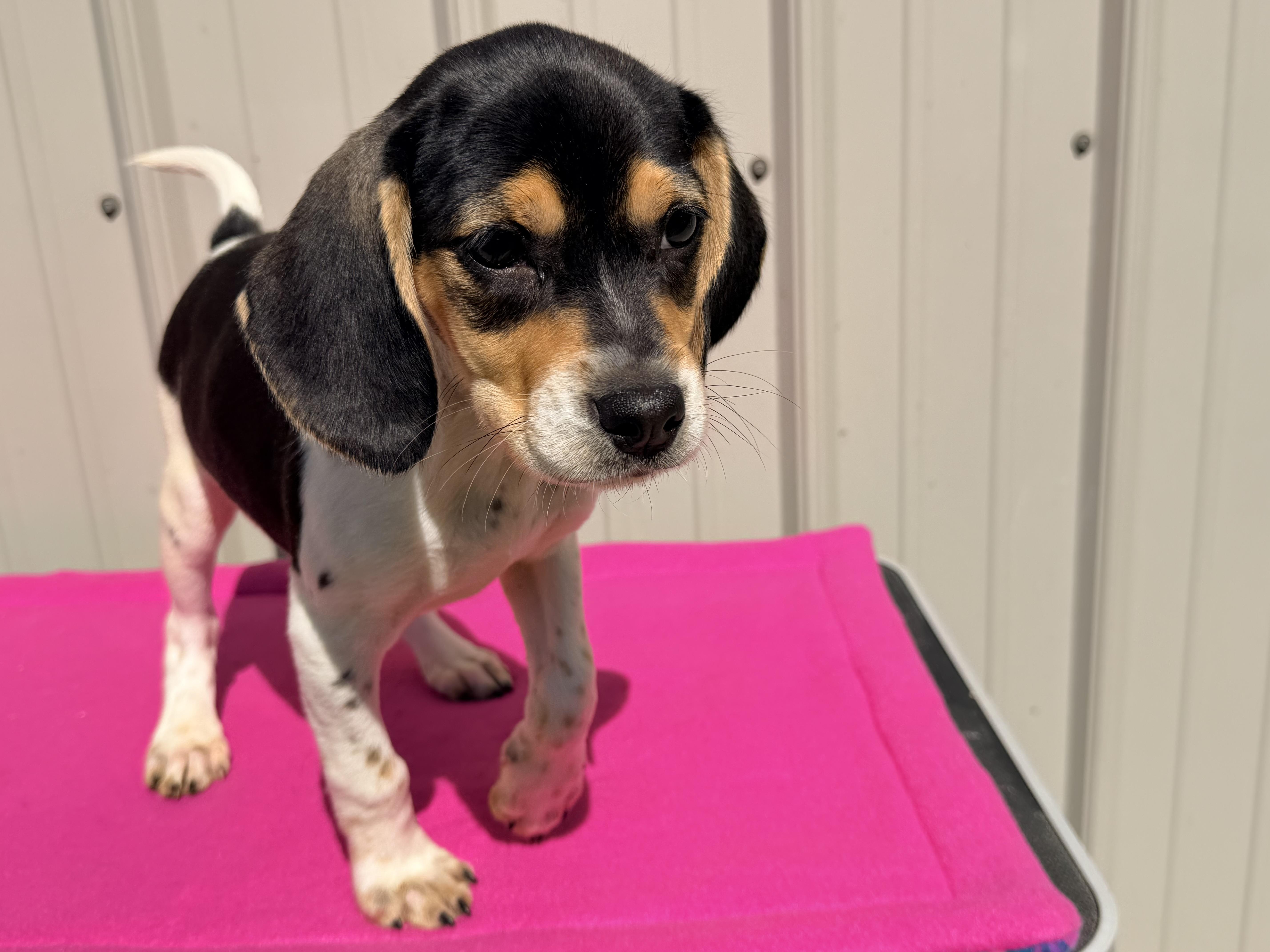 A baby medium-sized female Tricolor (Brown, Black, & White) Beagle dog named Hope for adoption in Logan, OH