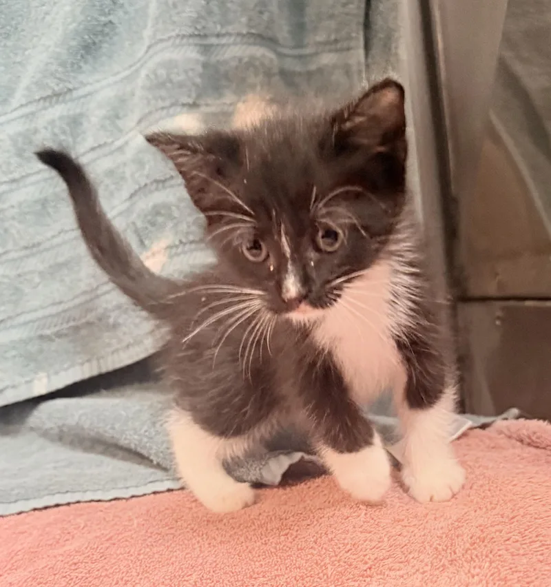 A baby medium-sized female Domestic Short Hair cat named Ella for adoption in Elizabethtown, NC
