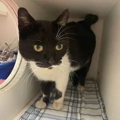 An adult medium-sized female Black Domestic Short Hair cat named Button for adoption in Philadelphia, PA