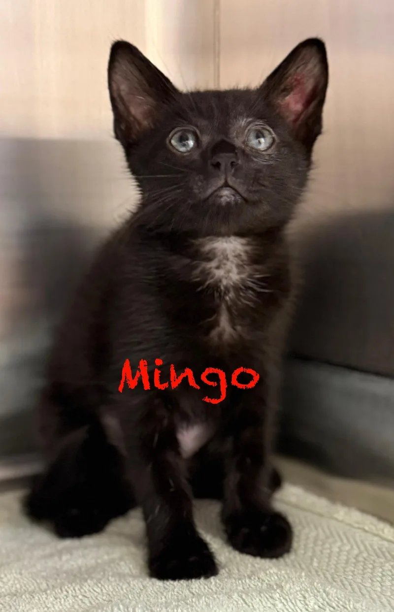 Mingo thumbnail 2