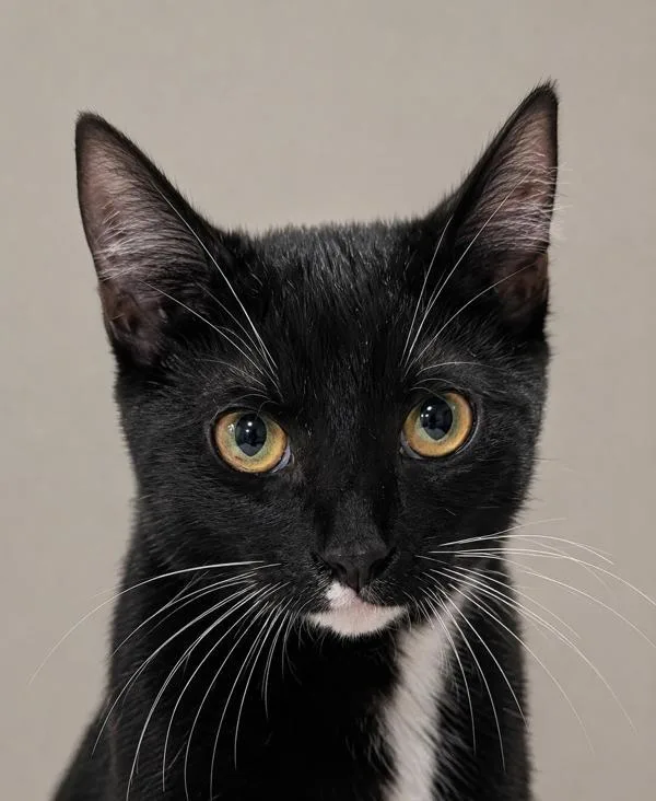 An adult small-sized female Domestic Short Hair cat named Xiao Mao for adoption in Austin, TX