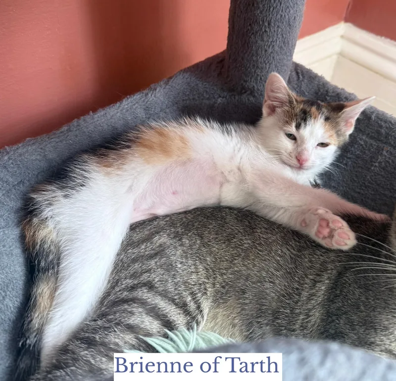 A young medium-sized female Calico Domestic Short Hair cat named Brienne of Tarth for adoption in Berkeley Springs, WV