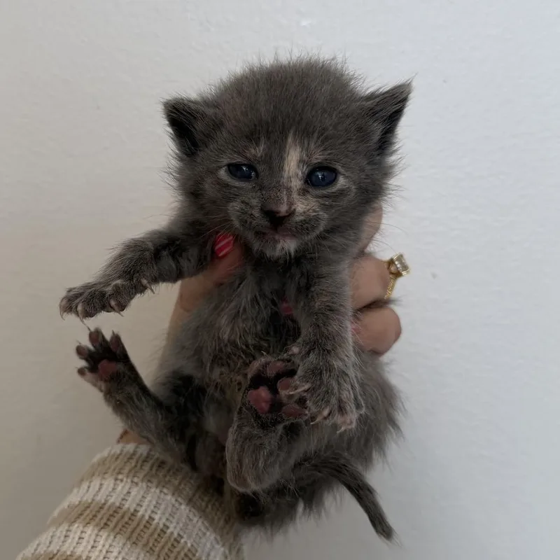 A baby medium-sized female Dilute Tortoiseshell Domestic Short Hair cat named Bugaboo for adoption in Chattanooga, TN