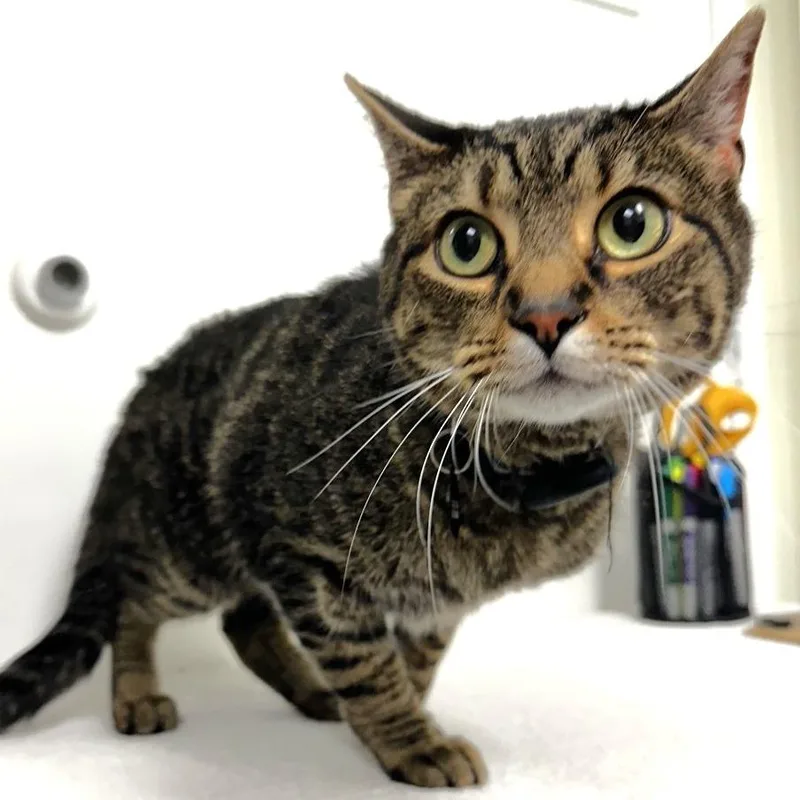 An adult medium-sized male Brown / Chocolate Domestic Short Hair cat named Tigger for adoption in Warrensburg, MO