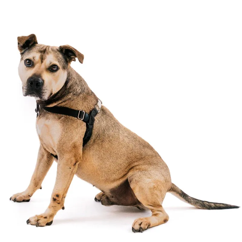 A senior medium-sized male American Bulldog dog named Hot Dog for adoption in East Hampton, NY