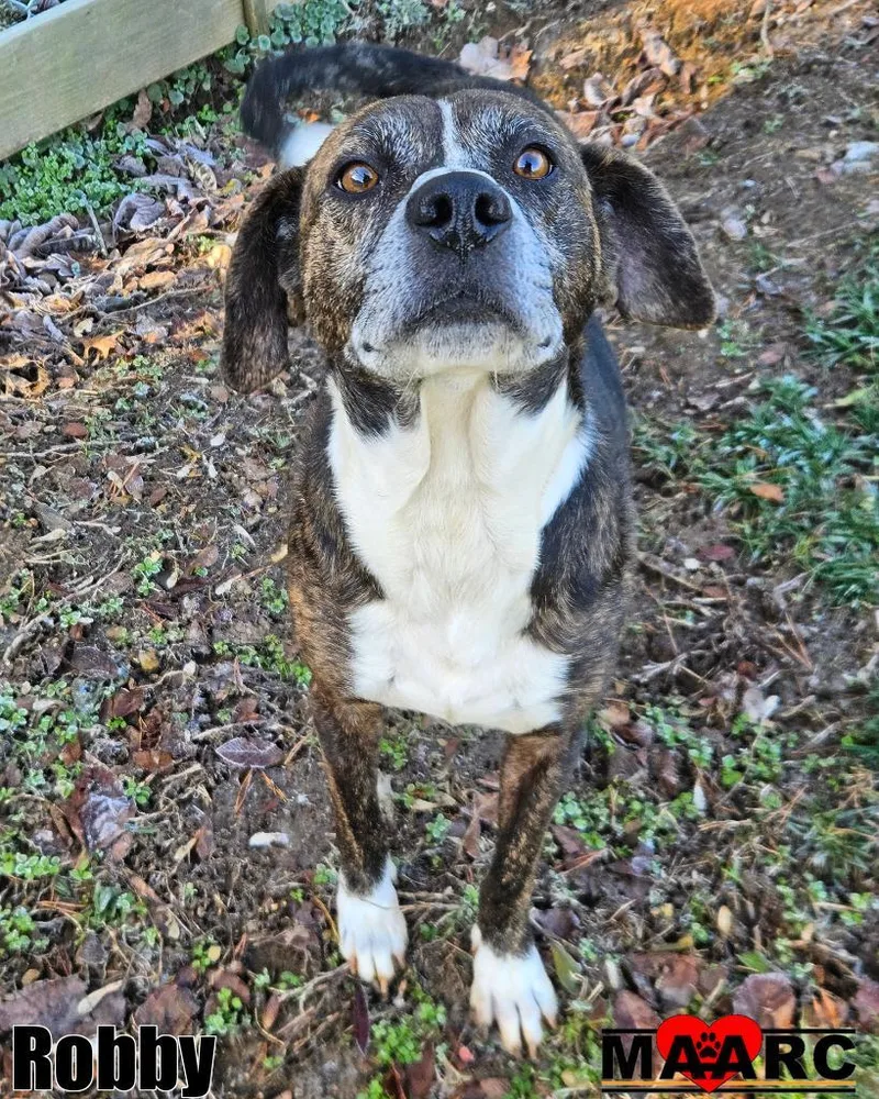 An adult medium-sized male Hound dog named Robby for adoption in Maryville, TN
