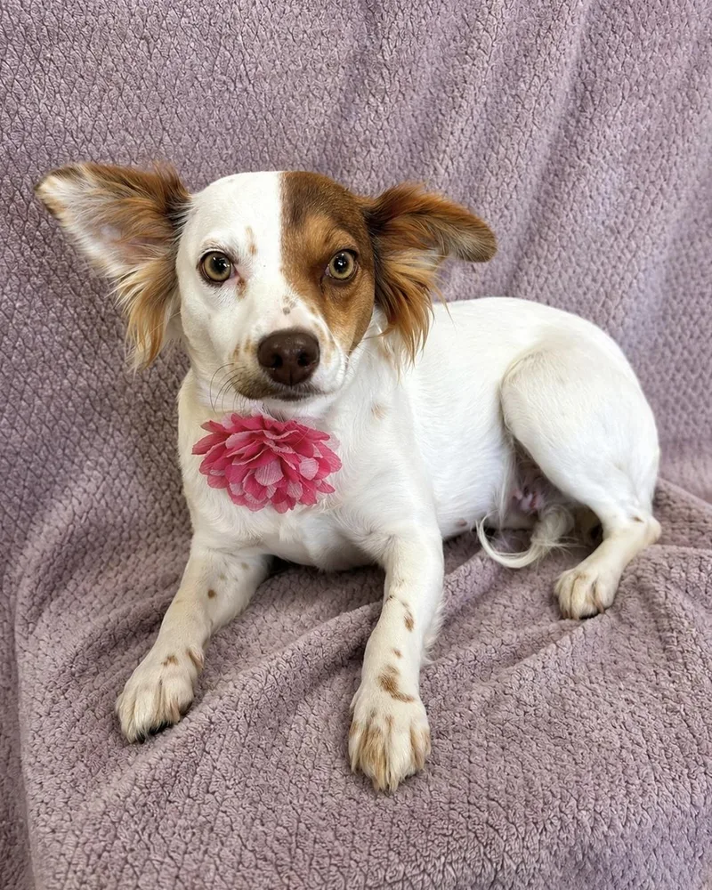A young small-sized female White / Cream Chihuahua dog named Winnie for adoption in Lodi, CA