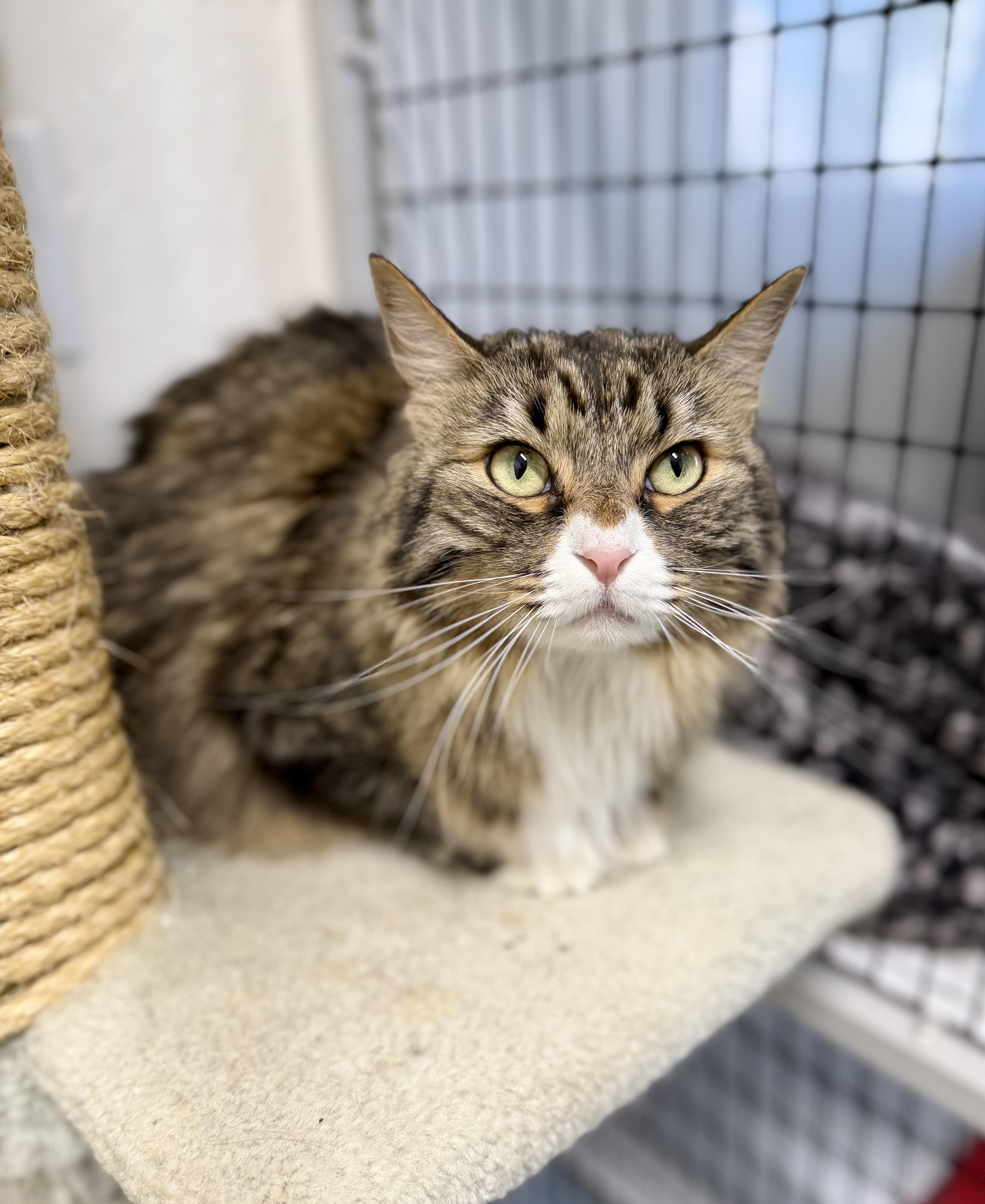 An adult medium-sized female Buff & White Domestic Long Hair cat named Ginger for adoption in Sonora, CA