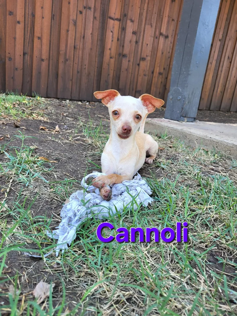 A young small-sized male Apricot / Beige Chihuahua dog named Cannoli for adoption in Plano, TX