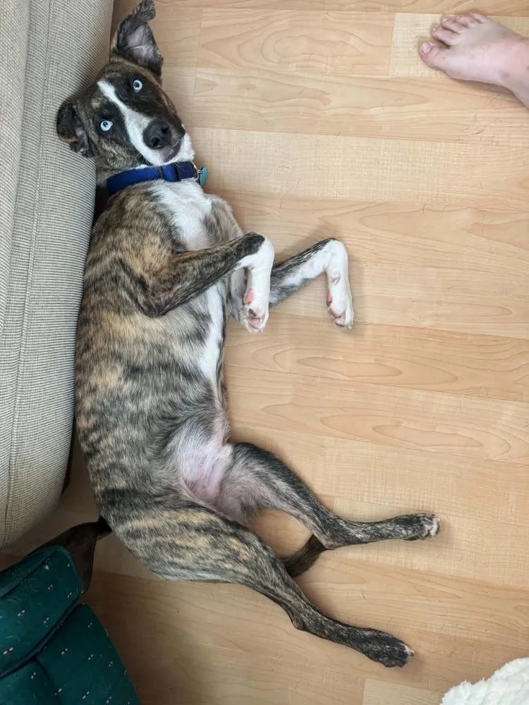 An adult medium-sized male Mixed Breed dog named Pine Cone for adoption in Amherst, NY