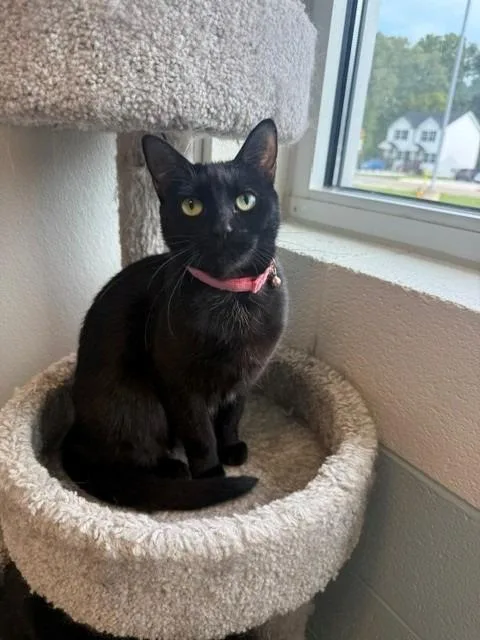 Pepper thumbnail 3
