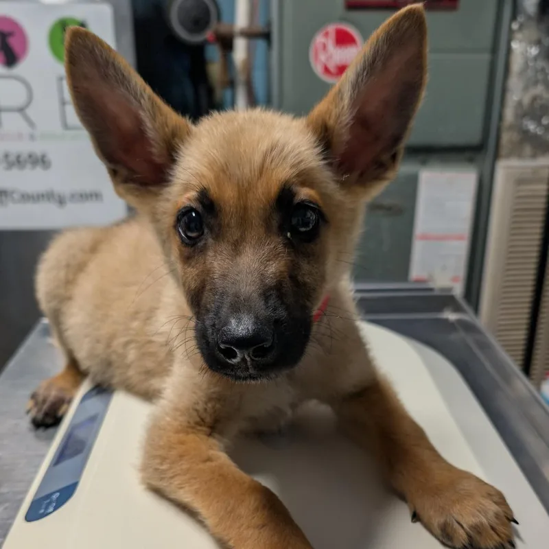 A baby large-sized male Shepherd dog named Dale for adoption in Jefferson city, TN