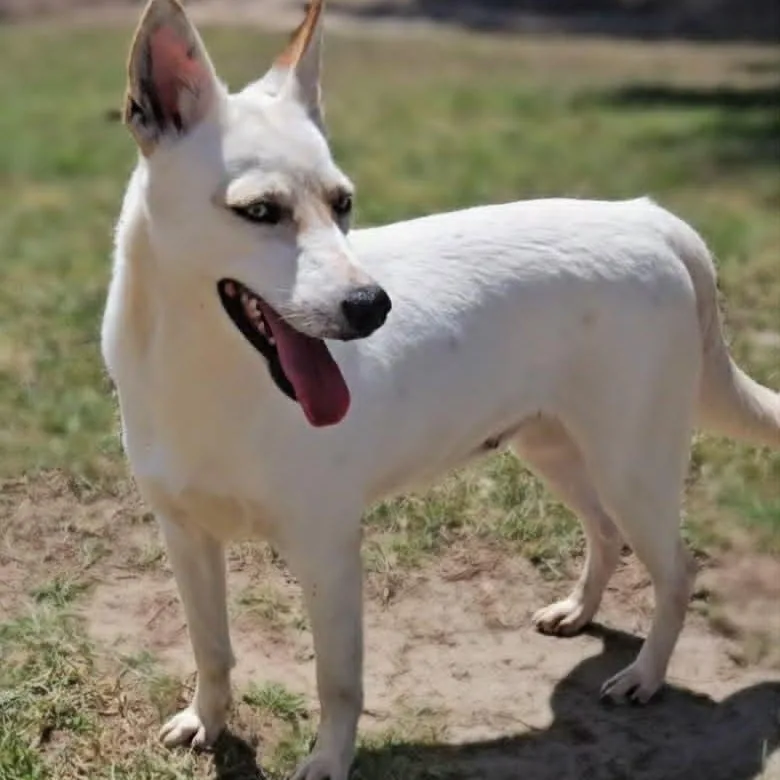 Paloma