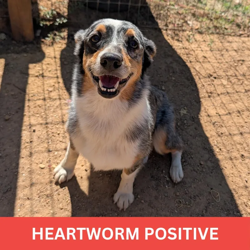 A young medium-sized female Merle (Blue) Corgi dog named Hope for adoption in Tishomingo, OK