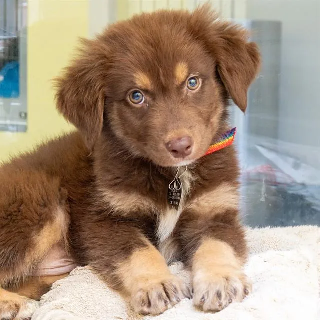 A baby small-sized male Labrador Retriever dog named Ravenclaw for adoption in St. Louis, MO
