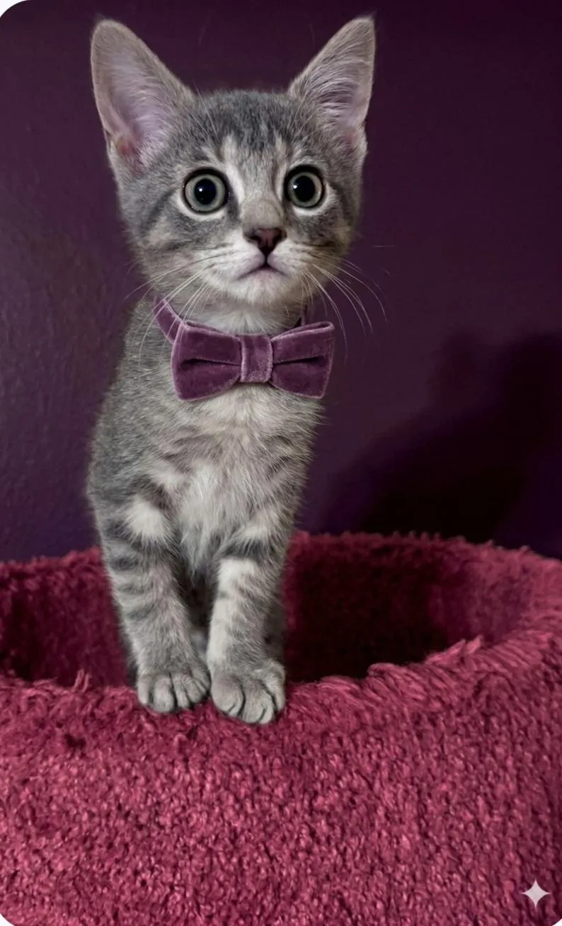A baby medium-sized female Tabby (Gray / Blue / Silver) Domestic Short Hair cat named Cricket for adoption in Wyandotte, MI